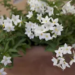 公寓 Terrace Jewel By Campo De Fiori *